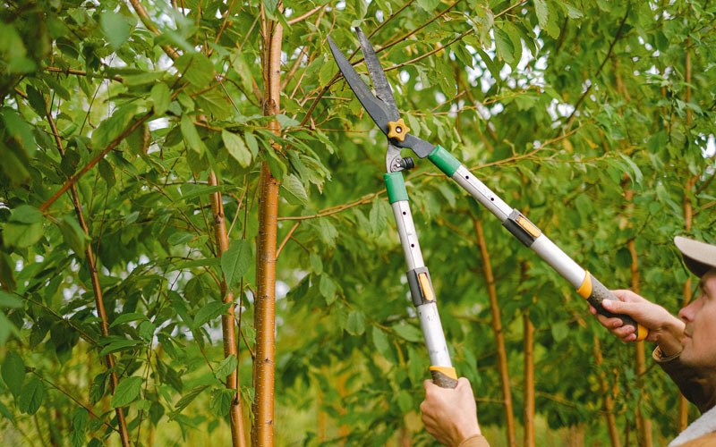 Tree trimming in Bridgeville, DE