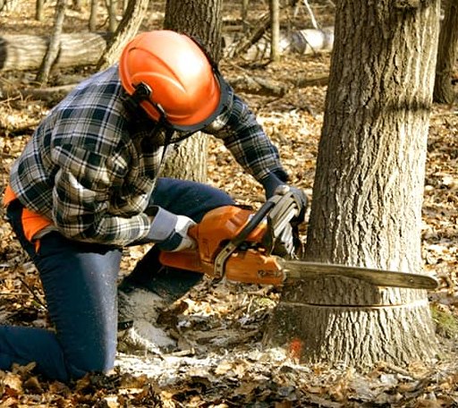 Tree Removal in Bridgeville, DE